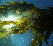 giant kelp